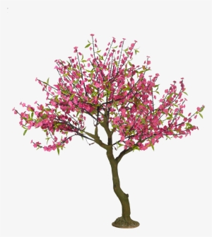 Cherry Blossom Tree Png Free Library - Cherry Tree Drawing