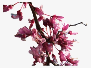 Cherry Blossom Transparent - Cherry Blossom Branch Png