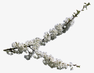 Cherry Blossom, Spring, Clipping, Graphics - Cherry Blossom