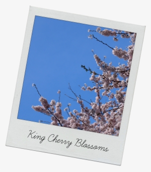 One Thing That Was Lacking From The Festival Was Food - Cherry Blossom