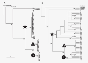 Trees Recovered From Analyses Of The Combined Itss