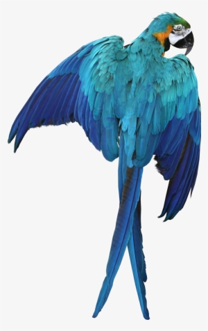 Macaw Parrot Transparent Image Bird Graphic - Macaw