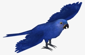 Hyacinth Macaw - Wiki