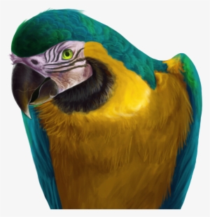 macaw drawing makaw - blue and yellow macaw png
