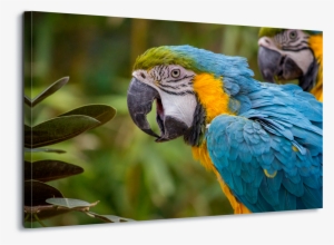 Blue And Yellow Macaw Parrot Psittacines Animal Bird