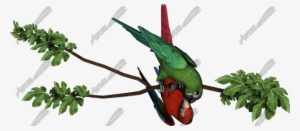 Macaw Parrots - Parakeet
