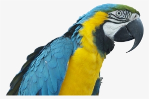 Parrot, Ara, Bird, Colorful Plumage, Transparent - Pappagallo Png