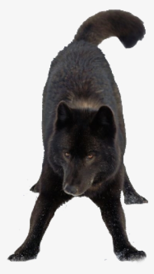 Shadow The Puma - Czechoslovakian Wolfdog