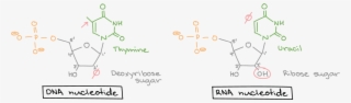 Nucleic Acids Khan Academydiagram Of Nucleotide Gene - Dna Rna Nucleotides