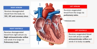 19 1 Heart Anatomy And Physiology In This Figure The - Healed In Your Heart: Be Healed