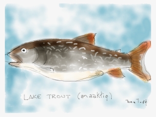 Lake Trout By Zoe Todd - All Rights Reserved
