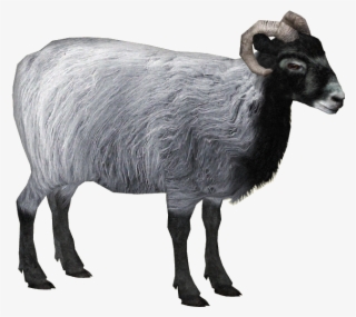 Herdwick Sheep 3 - Bighorn