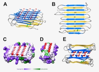 Crystal Structure Of Riafp - Antifreeze Protein Structure
