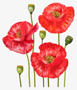 Bouquet Of Red Poppies For Your Design Stock Vector - Convite Bodas De Papoula