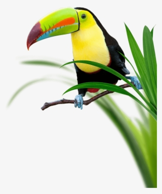 Toucan Perching Surrounded By Grass - Toucan