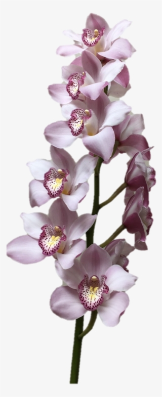 Cymbidium Supreme Light Lavender Orchid - Orchids