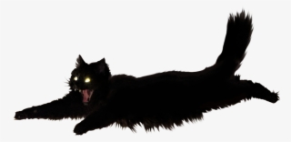 Image Result For Black Cat Meme - Karai