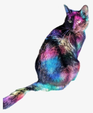Disco Cat Imgur Png Disco Kitty Meme - Disco Cat