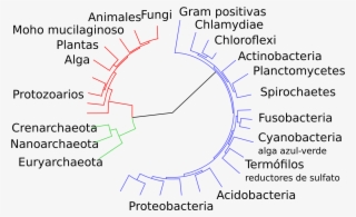 Open - Classification Of Bacteria