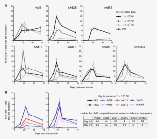 Tetramer Cd8 T Cell Responses In Peripheral Blood After - Cytotoxic T Cell