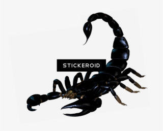 Scorpion Tattoo Silhouette Insects Scorpions - Imagenes Con Formato Bmp