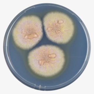 Aspergillus Muricatus Cya - Circle