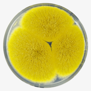 Aspergillus Bertholletius Cya - Drink