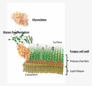 Image Showing How Glycosidase Digests Fungus Cell Walls - Plan