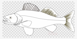 Zander Clipart Fish Northern Pike Clip Art - Whatsapp Sticker