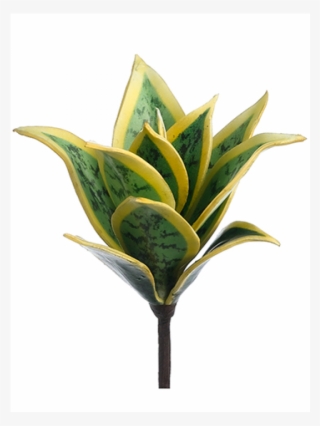 8" Mini Agave Plant Green Cream