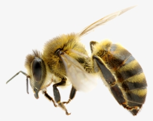 Honey Bee Png - Honey Bee