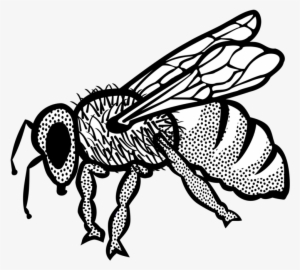 Honey Bee Drawing Visual Arts Line Art - Ari Çizimi