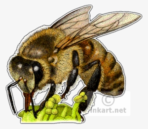 Western Honey Bee - Bee Stippling