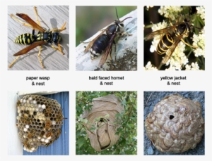 When A Honey Bee Swarm Can Not Find An Appropriate - European Paper Wasp