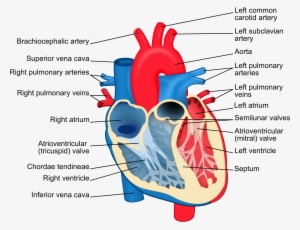File - Heart Diagram-en - Svg - Oxygenated Blood In Heart