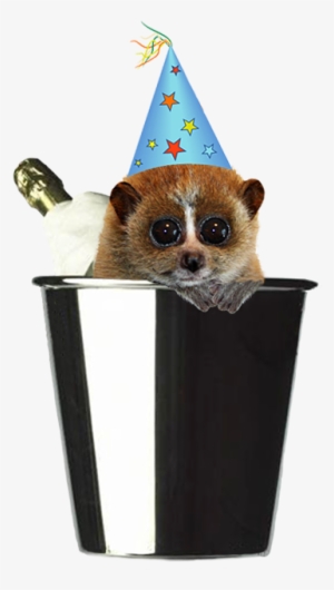 New Year Party Hat Png, Best - Animals In Party Hats Png