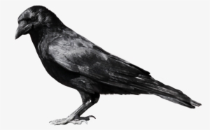 Crow Png