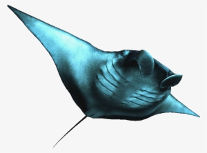 manta ray - manta ray transparent