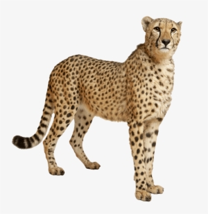 Cheetah Still - Cheetah Png