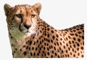 Cheetah Png High-quality Image - Cheetah Png