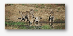 Cheetahs Drinking Water Mara - Water