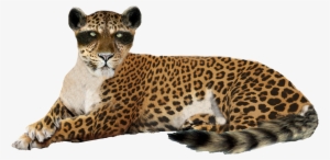 Leopard Png