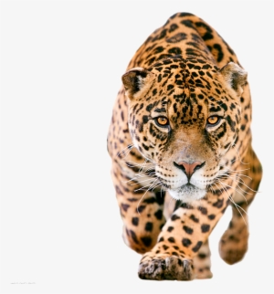 Cheetah Png - Jaguar Png