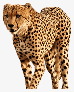 Free Png Cheetah Png Images Transparent - Cheetah Png