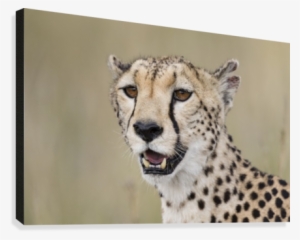 Lilly And The Pads Canvas Print - Cheetah