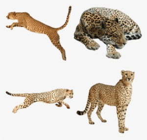 Cheetah Animal Png