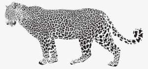 19 Cheetah Jpg Freeuse Library Black And White Huge - Jaguars Vs Leopard Vs Cheetahs