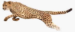 Free Png Cheetah Png Images Transparent - Portable Network Graphics