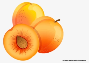 Apricot Clipart