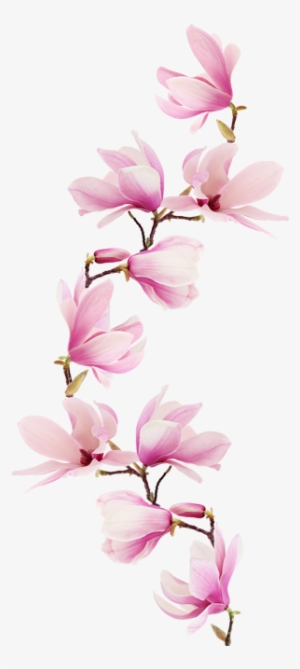 Liebevoll Von Unseren Beratern Verfasst Buddha Tattoos, - Music Theory Notebook (pink Magnolia Flowers Glossy